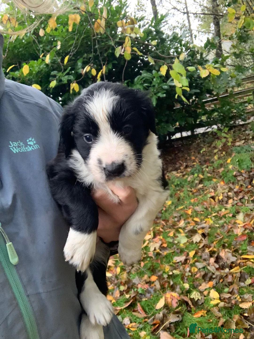 Sprollie dogs for sale: Sprollie puppies for sale in Scotland in Lanark - Advert 14