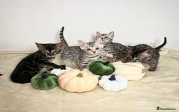 Bengal cats for sale: 🌟Bengal kittens🌟 - Image 1