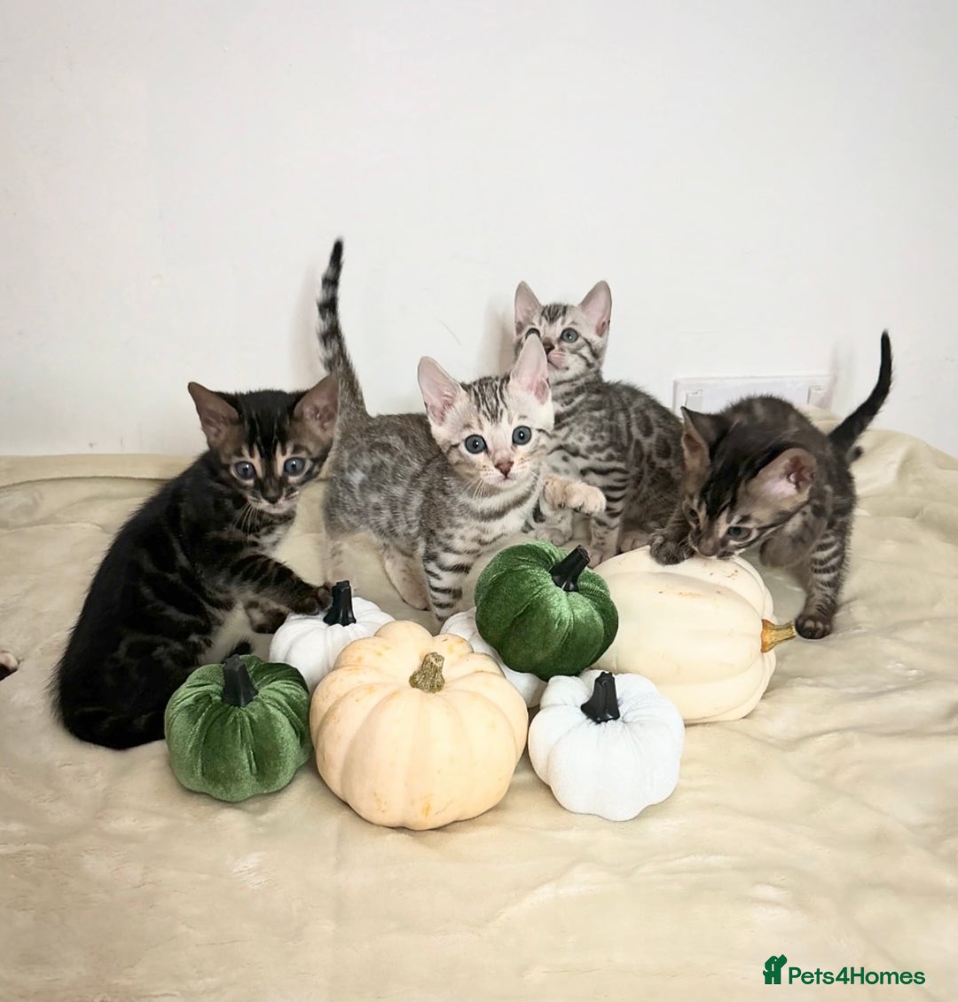 Bengal cats for sale: 🌟Bengal kittens🌟 - Image 1