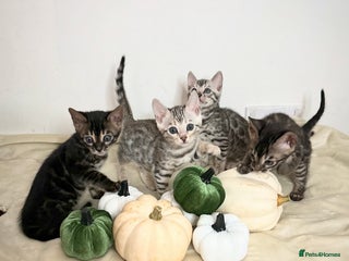 Bengal cats - Advert 23