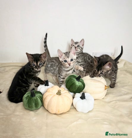 Bengal cats - Advert 11