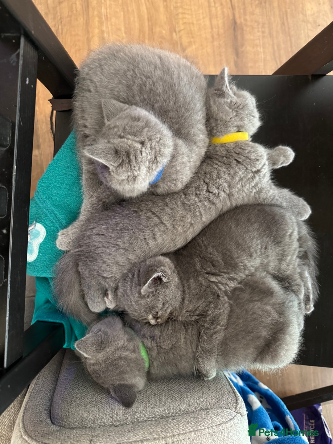 British Shorthair cats for sale: 4 Bsh kittens  - Image 8