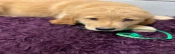Golden Retriever dogs for sale: Stunning Golden Retriever pups - Advert 9
