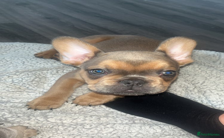 French Bulldog dogs - Advert 1