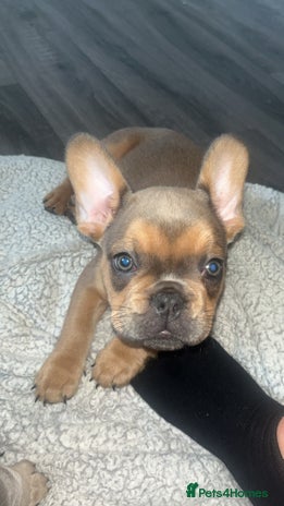 French Bulldog dogs - Advert 4