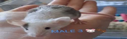 Mouse rodents for sale: MALE FANCY MICE 🐁🐾 in South Shields - Advert 8