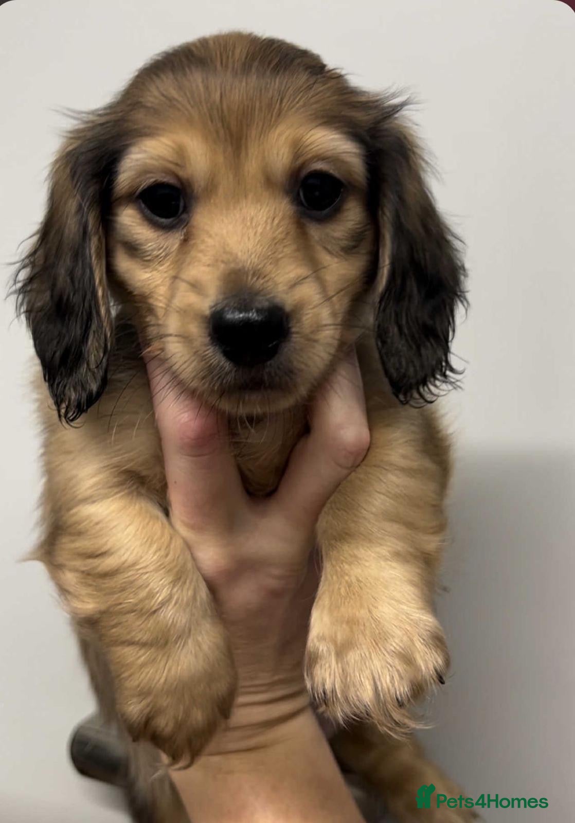 Miniature Dachshund dogs Beautiful KC reg long hair ready to leave 🥰 - Advert 7