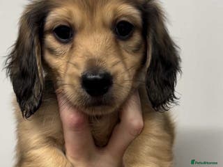 Miniature Dachshund dogs Beautiful KC reg long hair ready to leave 🥰 - Advert 7