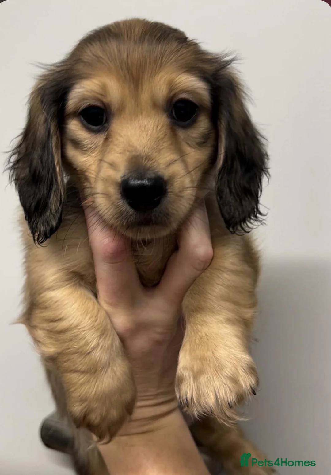 Miniature Dachshund dogs for sale: Beautiful KC reg long hair ready to leave 🥰 - Advert 1