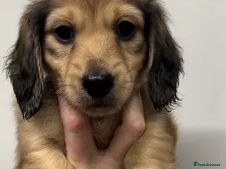 Miniature Dachshund dogs Beautiful KC reg long hair ready to leave 🥰 - Advert 18