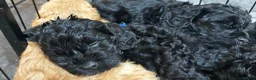 Cavapoo dogs for sale:  SUPER Extensively Health tested 280 ALL CLEAR🐾🐶 - Advert 5