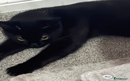 Mixed Breed cats for sale: Biscuit for sale - Image 1