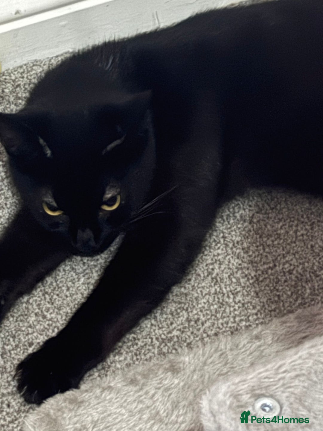 Mixed Breed cats for sale: Biscuit for sale - Image 1