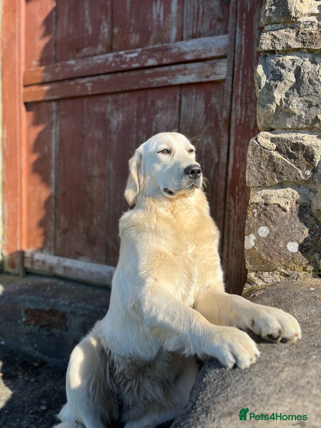 Golden Retriever dogs for sale: Golden retriever puppies - Image 8