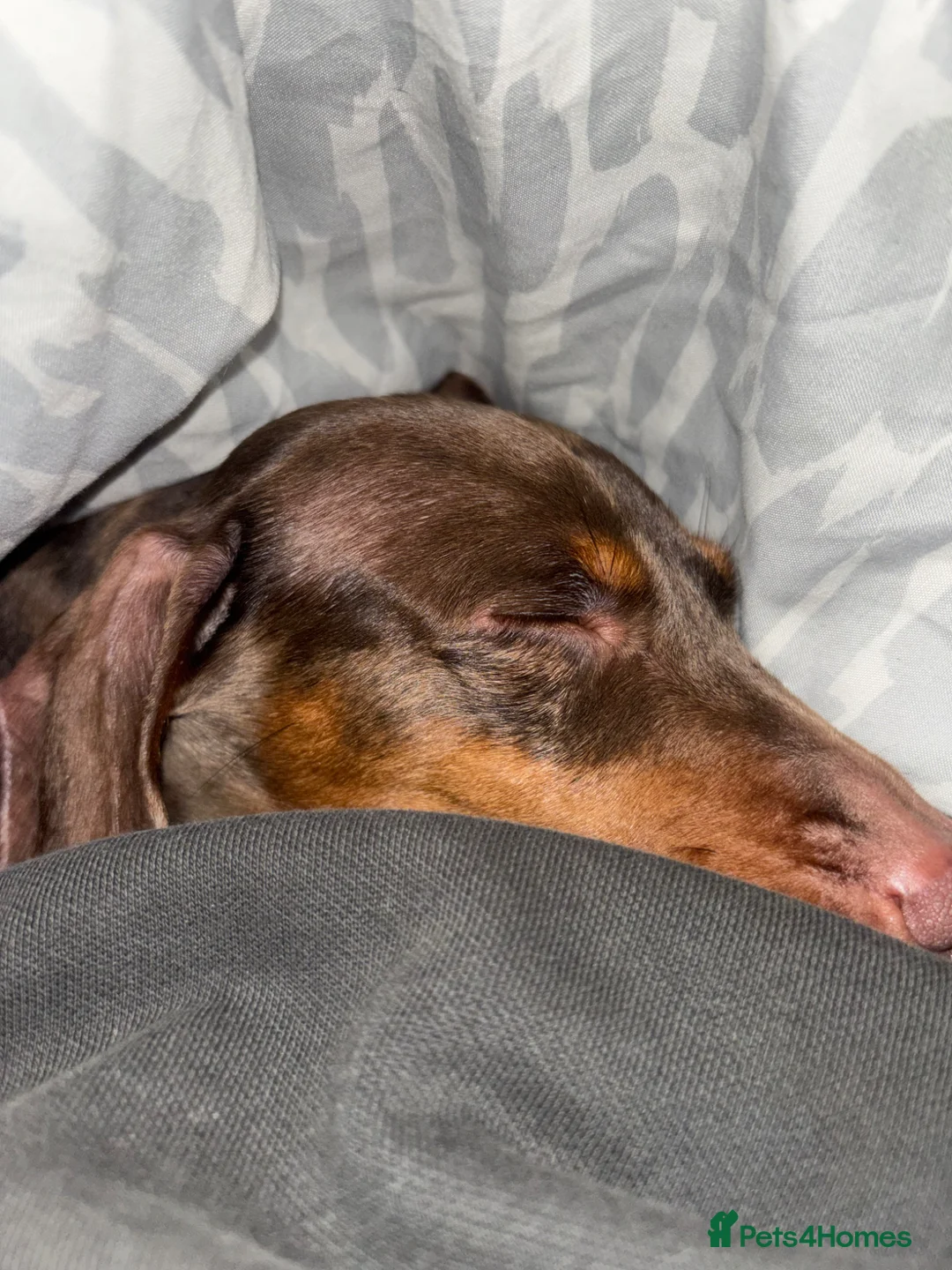 Miniature Dachshund dogs for sale: Miniature Dachshund For Sale - Advert 2