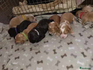 Cockapoo dogs Cockapoo puppies 100% - Advert 4