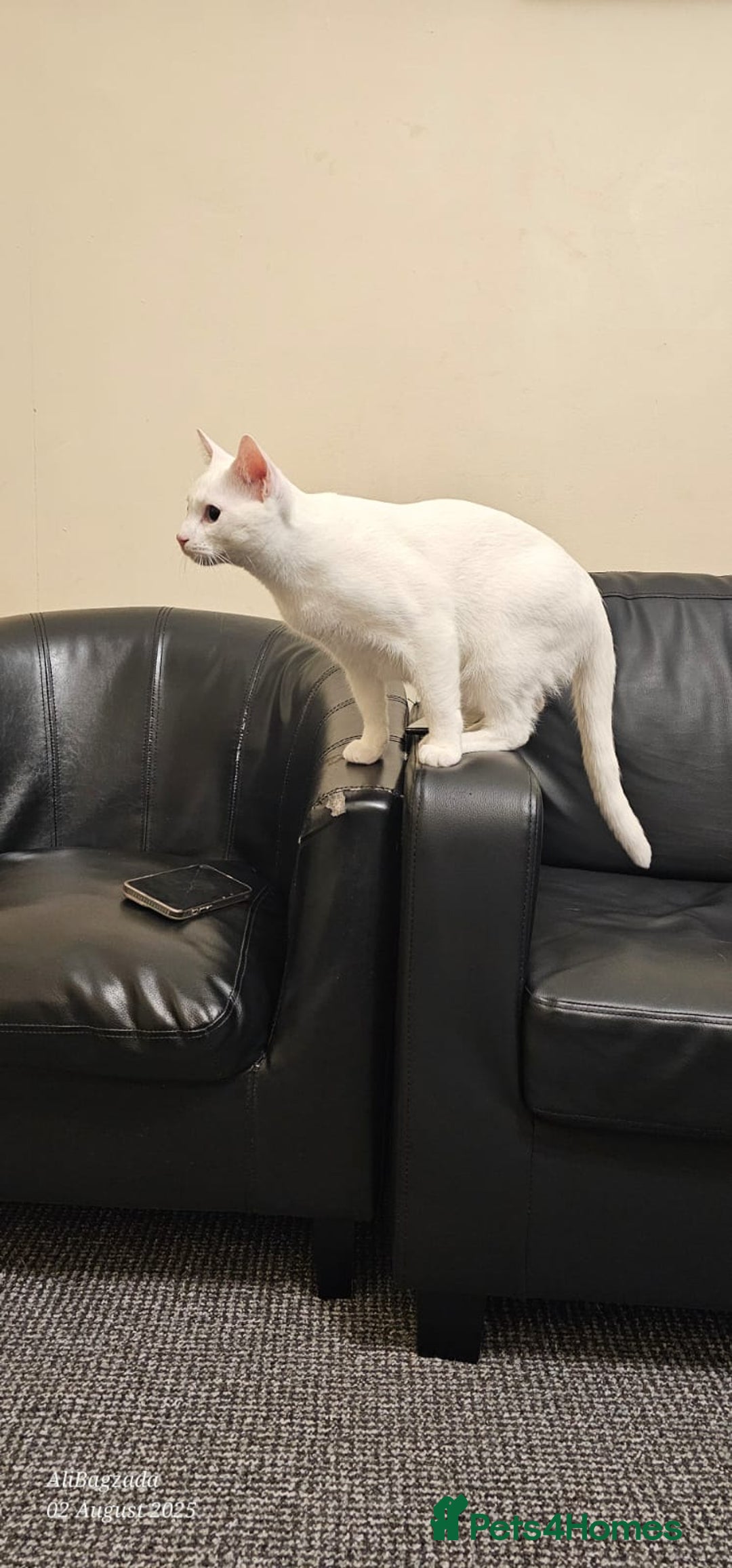 Ragdoll cats for sale: Glasgow G52 2jy - Image 3
