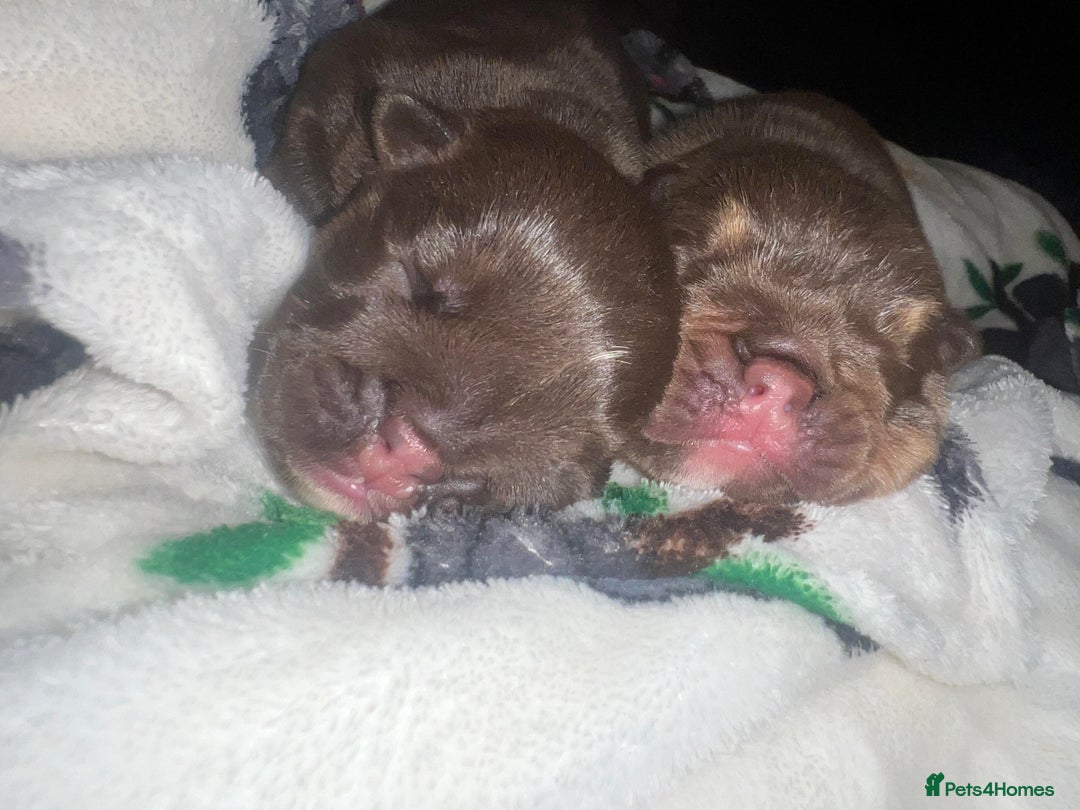 English Bulldog dogs for stud: Chocolate and tan English bulldog  in Sunderland - Image 7
