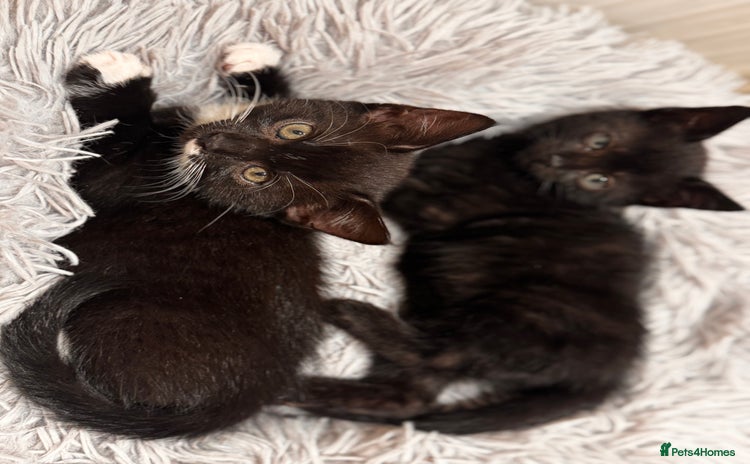 Domestic Shorthair cats - Advert 11