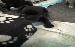 French Bulldog dogs for sale: French bulldog puppies looking for loving homes  - Image 13