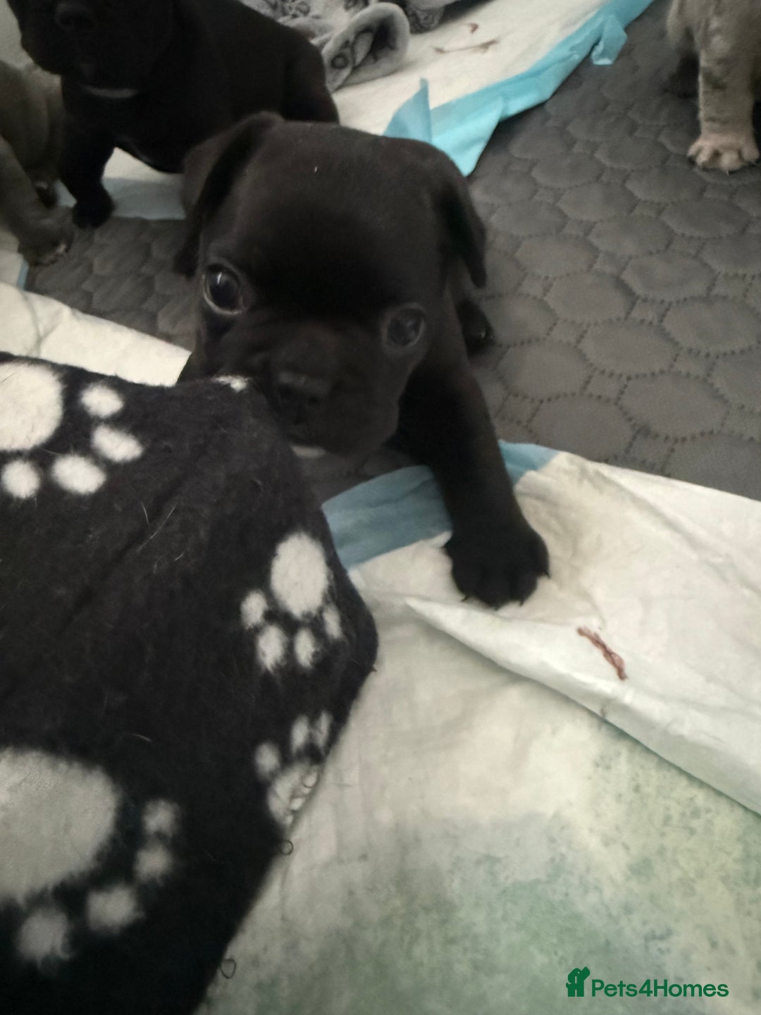 French Bulldog dogs for sale: French bulldog puppies looking for loving homes  - Image 13