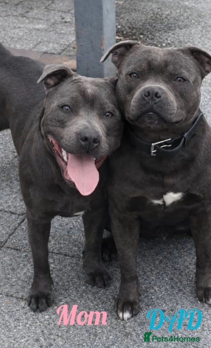 Staffordshire Bull Terrier dogs 🐾SPECTACULAR BLUE STAFFORDSHIRE BULL TERRIERS 🐾 - Advert 1