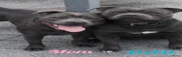 Staffordshire Bull Terrier dogs for sale: 🐾SPECTACULAR BLUE STAFFORDSHIRE BULL TERRIERS 🐾 - Advert 1