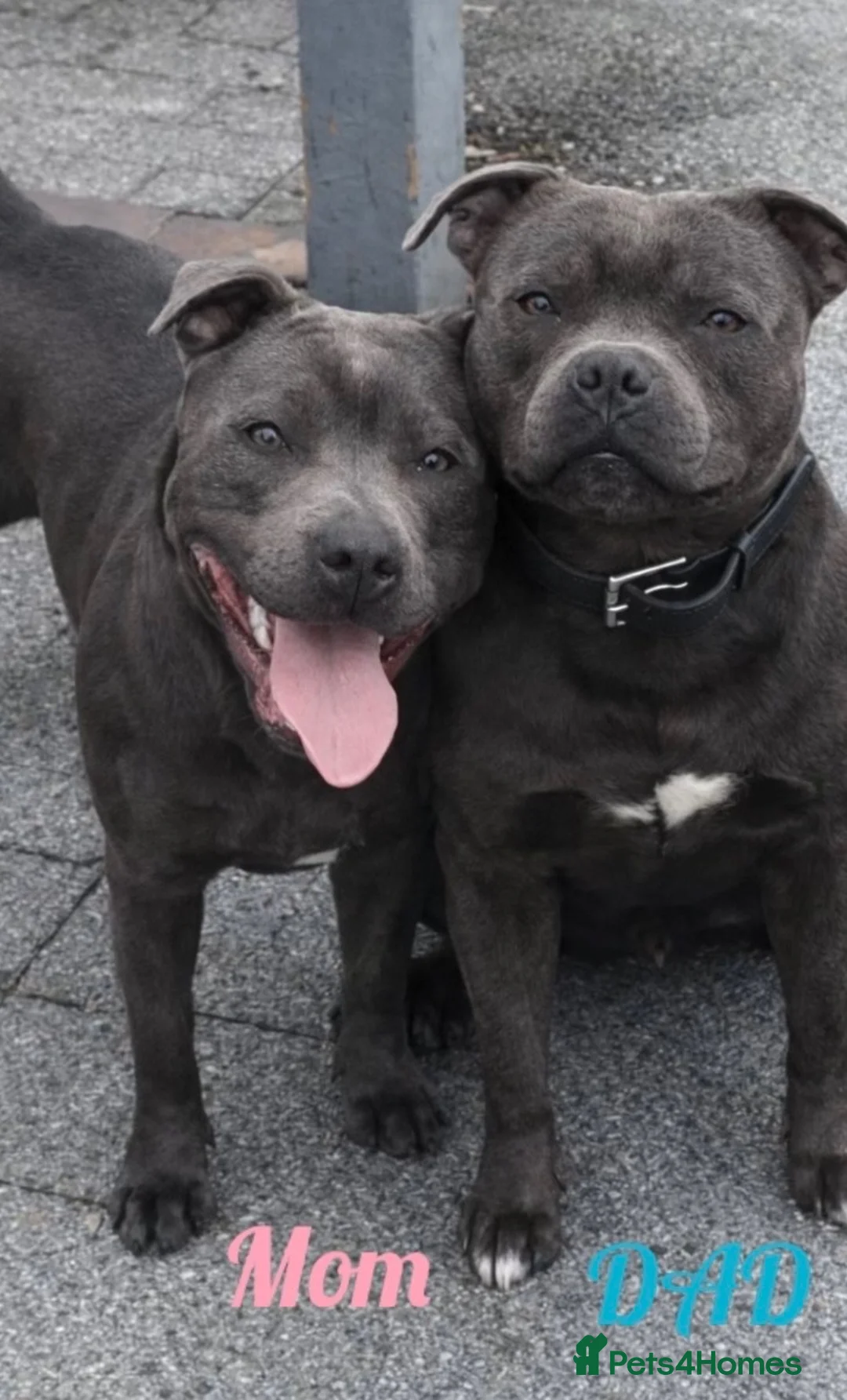 Staffordshire Bull Terrier dogs for sale: 🐾SPECTACULAR BLUE STAFFORDSHIRE BULL TERRIERS 🐾 - Advert 1