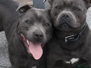 Staffordshire Bull Terrier dogs 🐾SPECTACULAR BLUE STAFFORDSHIRE BULL TERRIERS 🐾 - Advert 1
