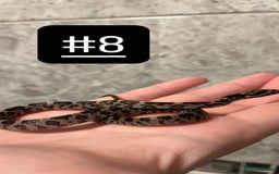 Corn Snake reptiles for sale: eight corn snakes hatchlings ready to be bought ! - Image 9