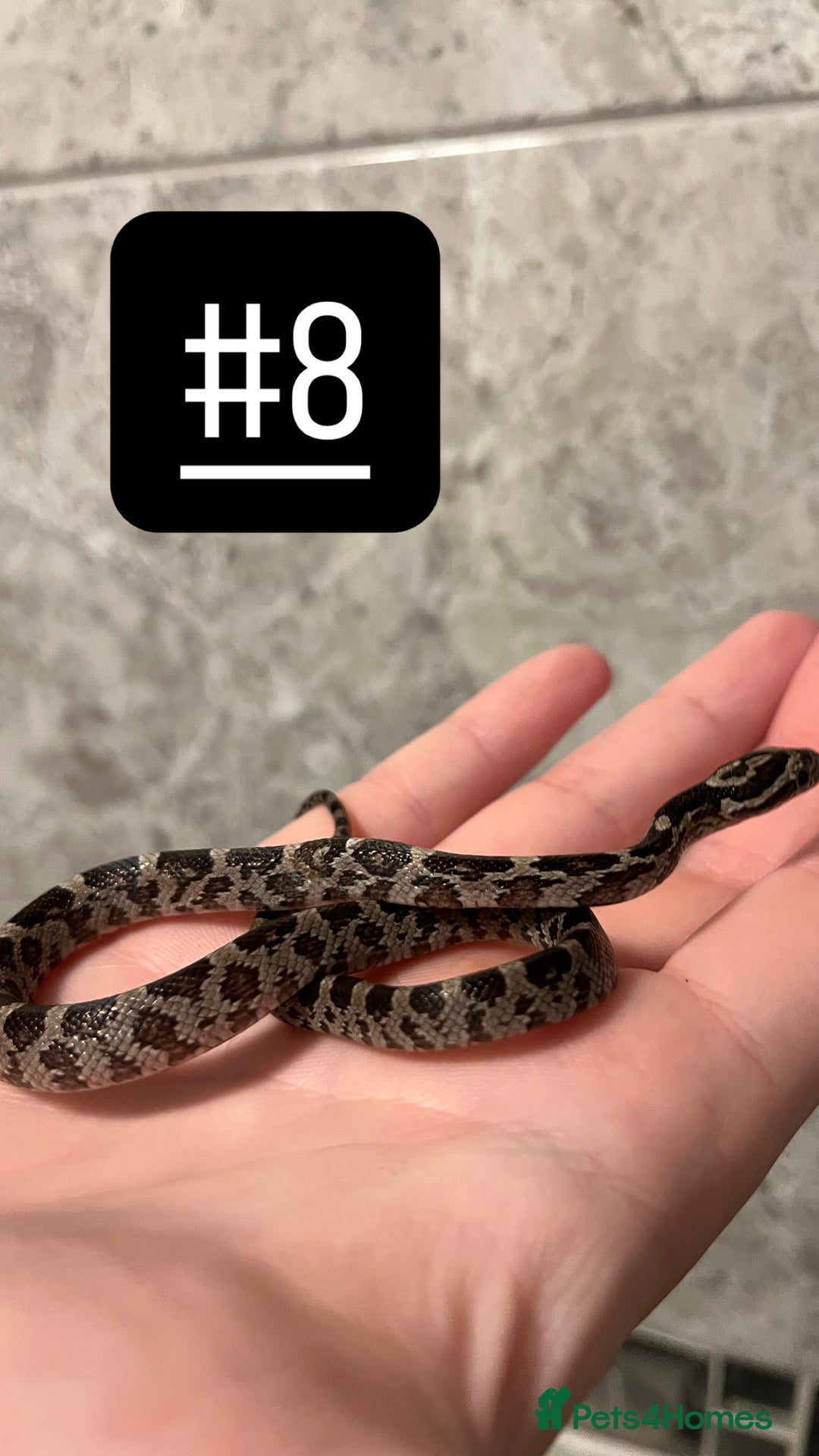 Corn Snake reptiles for sale: eight corn snakes hatchlings ready to be bought ! - Image 9