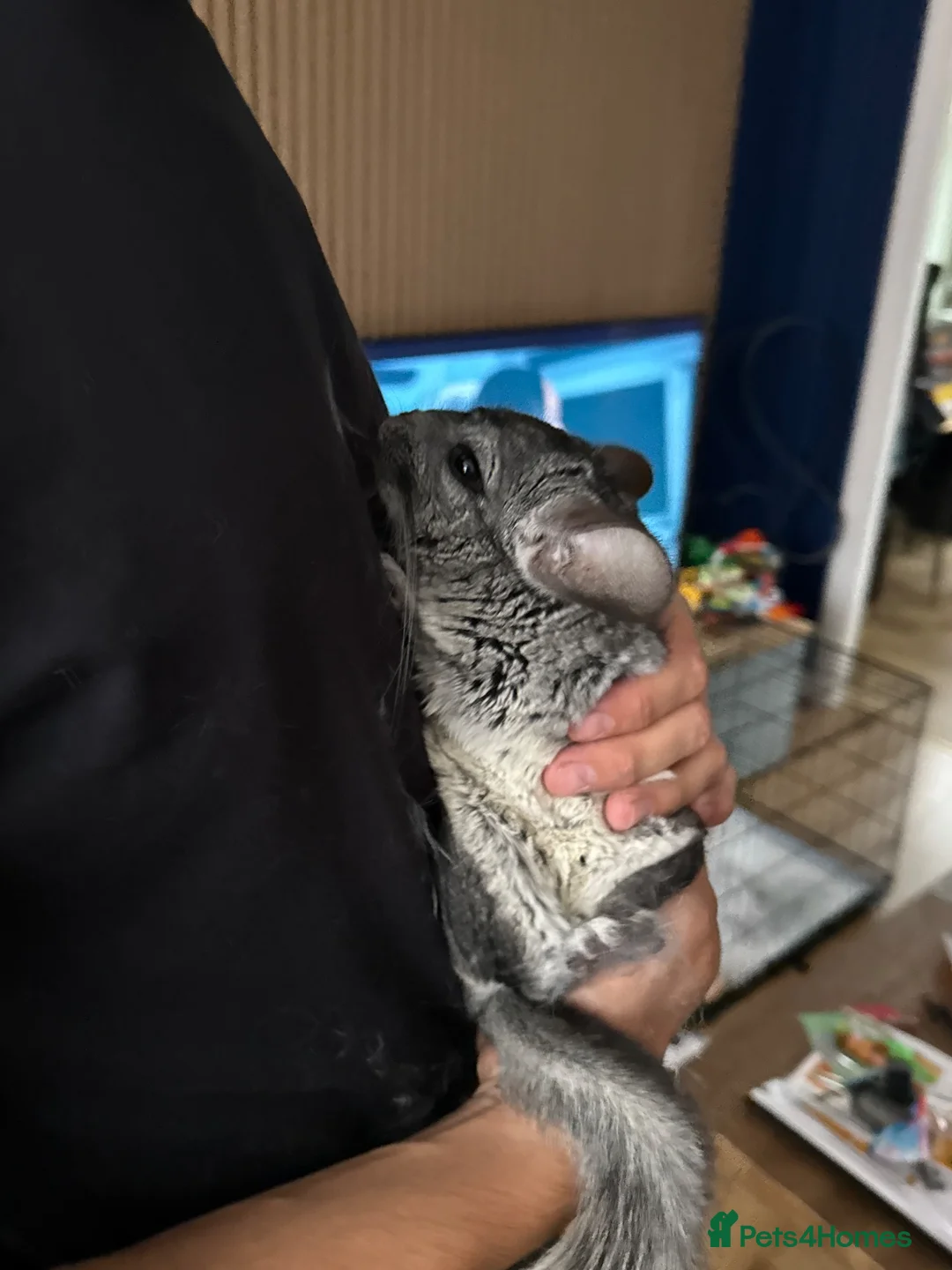 Chinchilla rodents for sale: Two 1-YO Brother Chinchillas  in Northampton - Advert 2