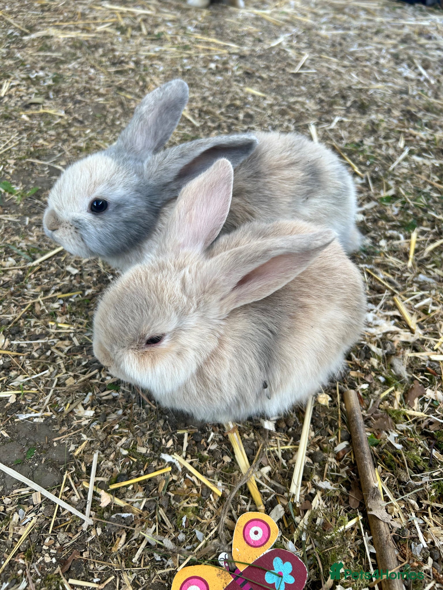 Mini Lop rabbits Mini lop rabbits x 4  - Advert 2