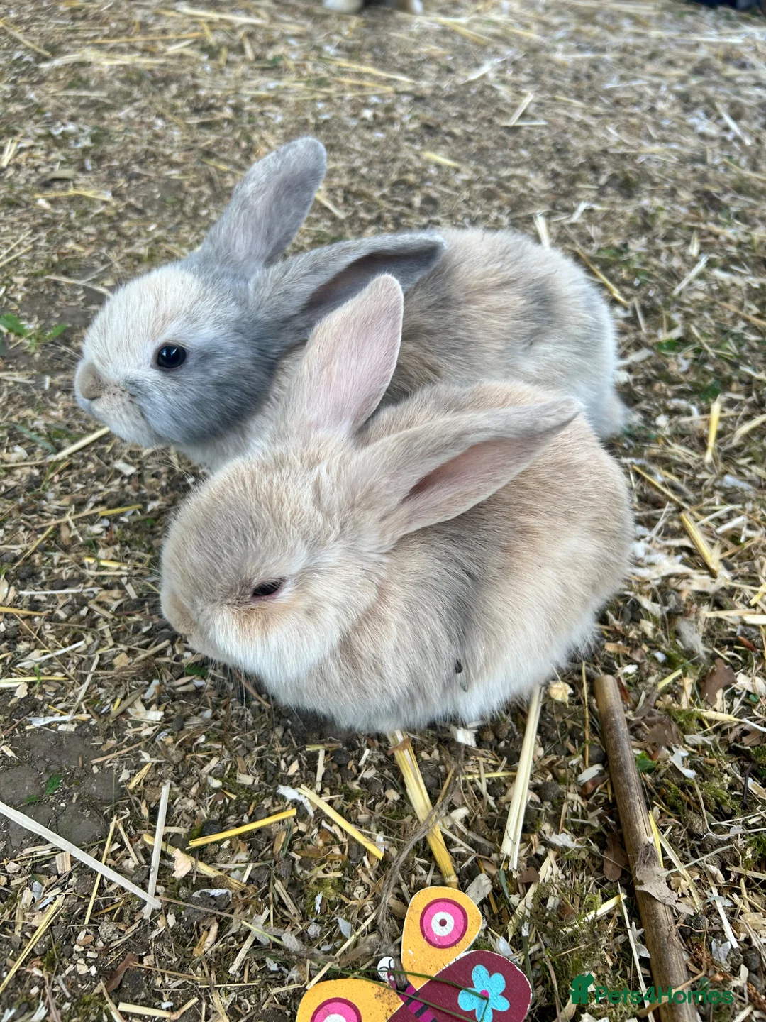 Mini Lop rabbits for sale: Mini lop rabbits x 4  - Advert 2