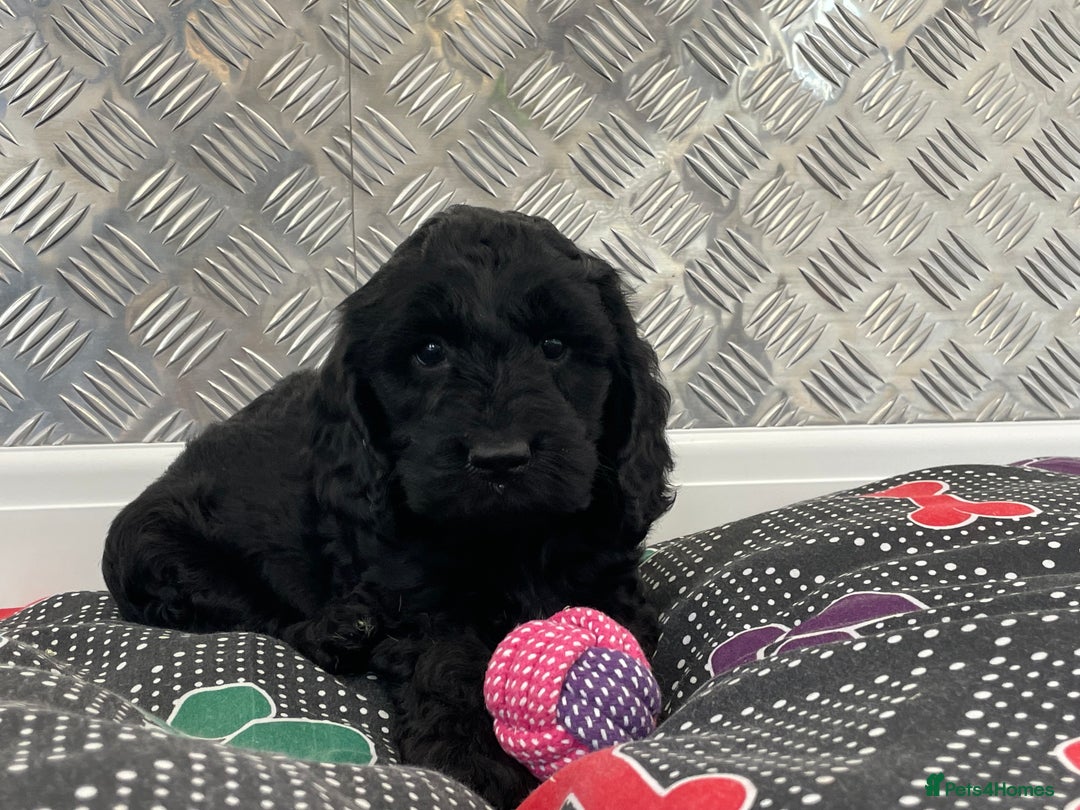 Cockapoo dogs for sale: F1 Cockapoo puppies for sale  - Image 8
