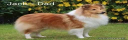 Shetland Sheepdog dogs for sale: Adorable Shetland Sheepdog Puppies - Advert 13
