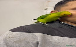 Conures birds for sale: Yellow headed semi tamed talking Lori  - Image 2
