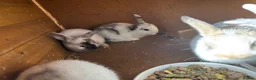 Mini Lop rabbits for sale: 3 female mini lops  - Advert 4