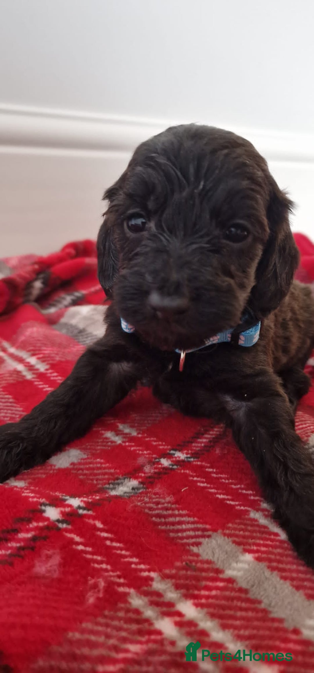 Cockapoo dogs for sale: F1 Cokerpoo puppies  - Advert 10