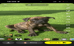 American Bully dogs for sale: 10 week old American bully’s  - Image 4