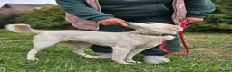 Mixed Breed dogs for adoption: ❤️BELLA❤️ Full of Love, Joy and Life - Advert 17