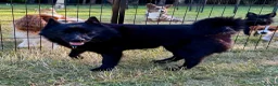 Schipperke dogs for adoption: 🐾 STELLA – Female Schipperke 🐾 - Advert 3