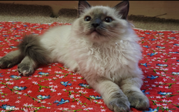 Ragdoll cats for sale: 2😻Ragdoll kittens 💕 - Image 5