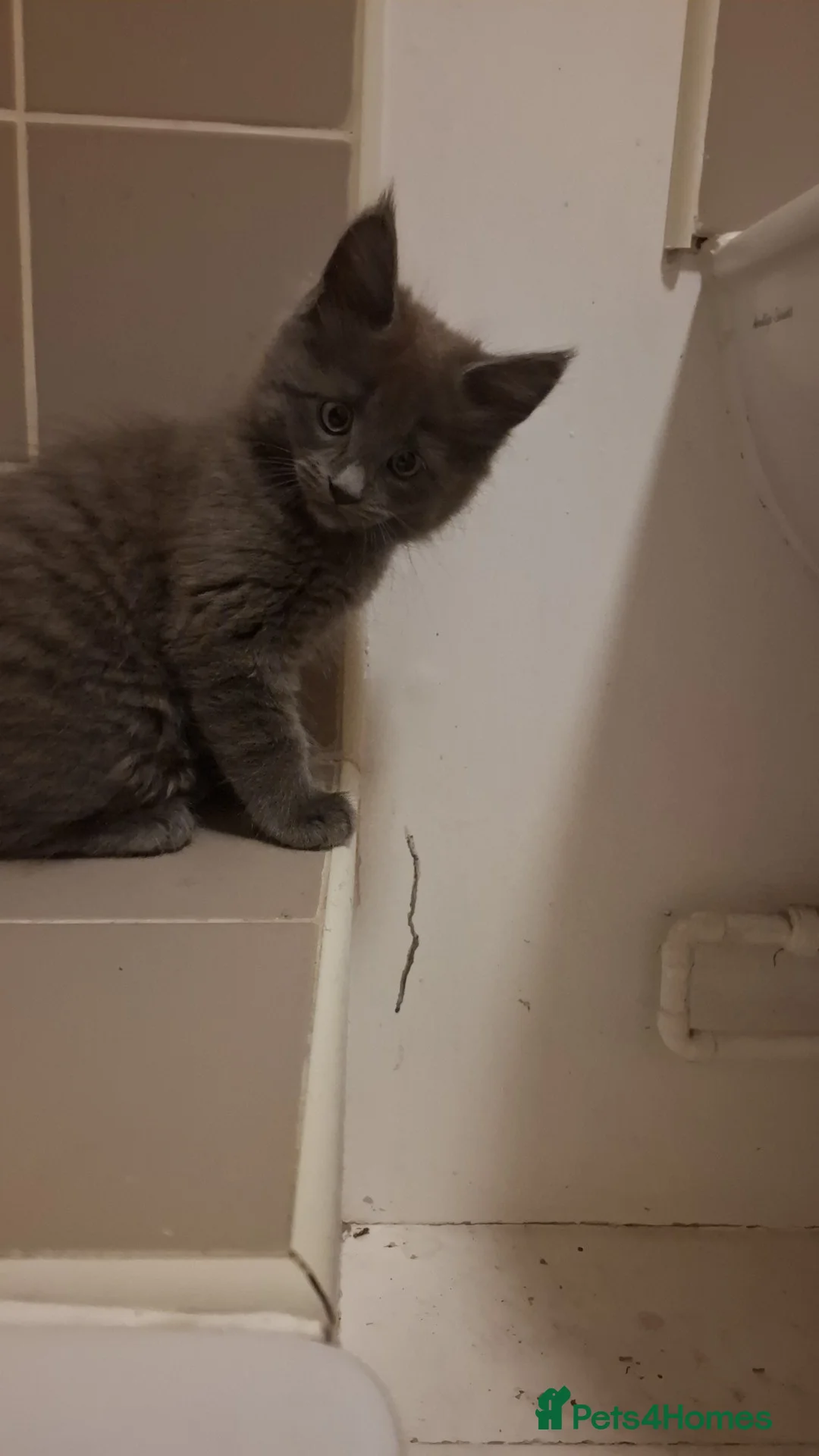 Maine Coon cats for sale: Maincoon x - Advert 3