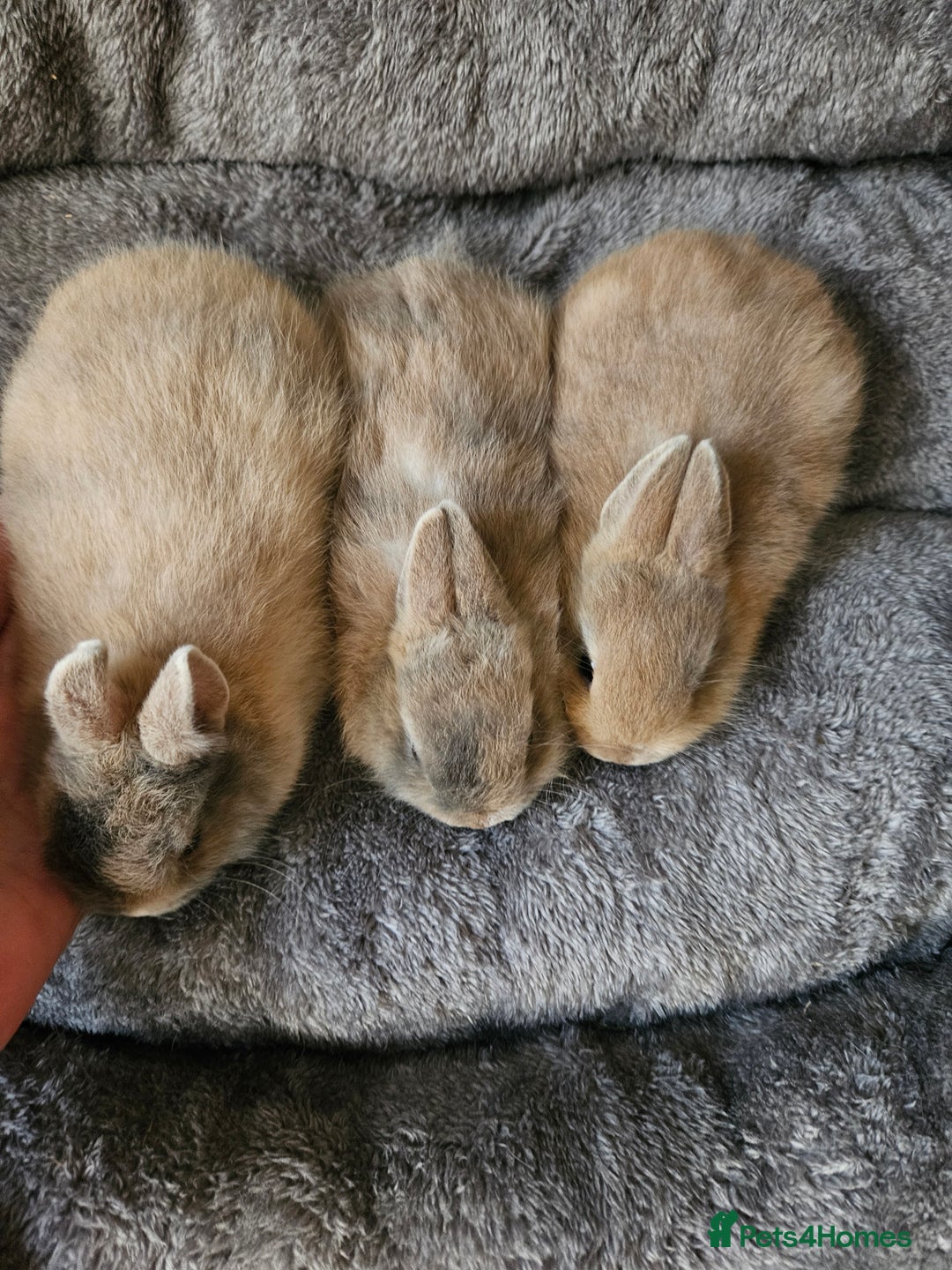 Netherland Dwarf rabbits for sale: Harlequin Netherland Dwarf bunnies  - Advert 3