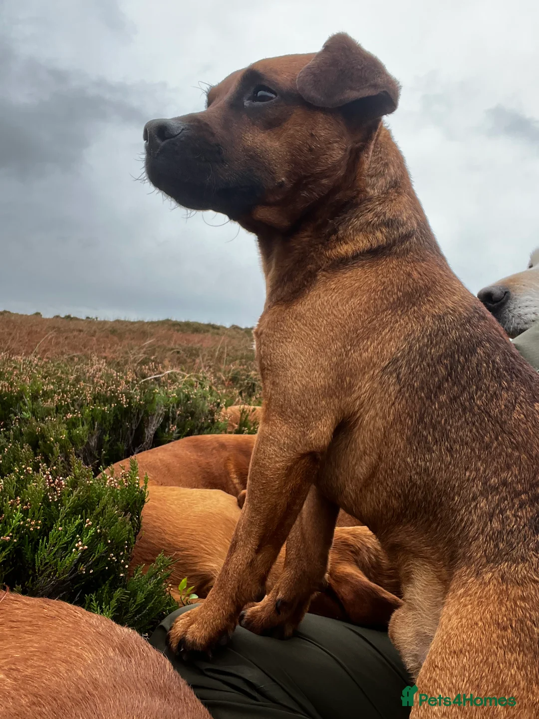 Patterdale Terrier dogs for stud: Super All Round Working Fell Terrier  in Hawes - Advert 7