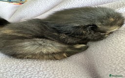 Domestic Shorthair cats for sale: 8 Beautiful kittens with stunning markings  - Image 26