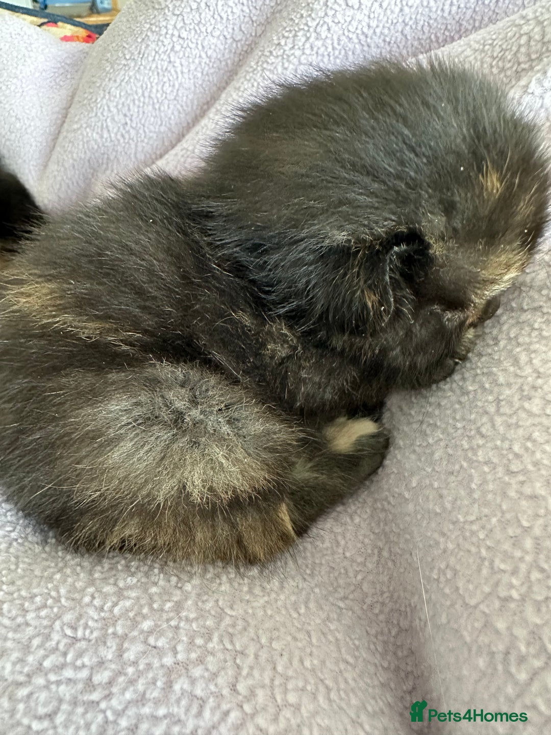 Domestic Shorthair cats for sale: 8 Beautiful kittens with stunning markings  - Image 26