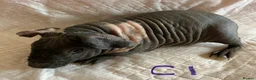 Guinea Pig rodents for sale: Well handled skinny pigs and one teddy boy.  - Advert 13