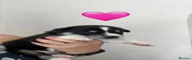 🩷 pink 